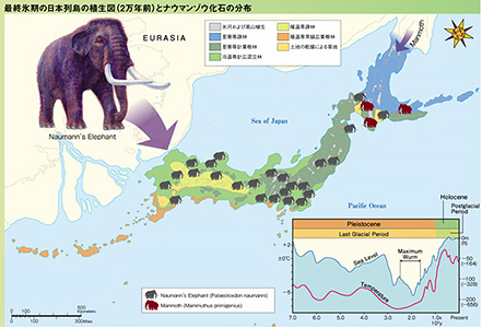 最終氷期の日本列島と植生図