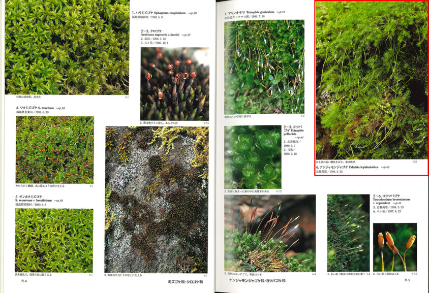 『日本の野生植物 コケ』の図版ページ